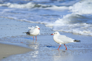 Two seagulls