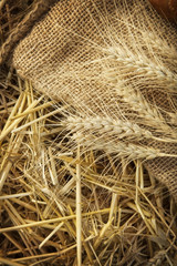 ears of corn on sackcloth in haystack