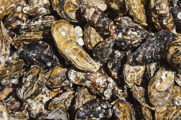 Oyster shell background