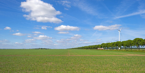 Vegetables growing on a sunny field in spring