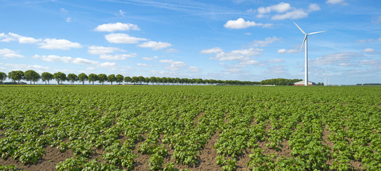 Vegetables growing on a sunny field in spring