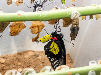 Tropical butterfly chrysalis