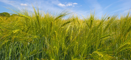 Yellow green wheat on a sunny field in spring
