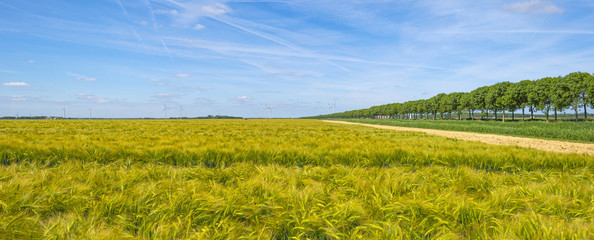 Yellow green wheat on a sunny field in spring