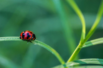 ladybug on a green leaf macro