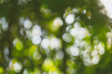 Obraz premium abstract natural blur background, defocused leaves, bokeh