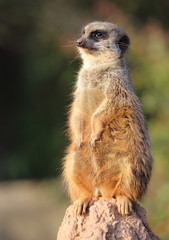 wachendes Erdmännchen