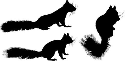 three black squirrels on white © Alexander Potapov