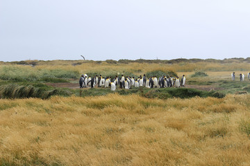 Ping&uuml;ino rey en Porvenir, Tierra de Fuego, Chile