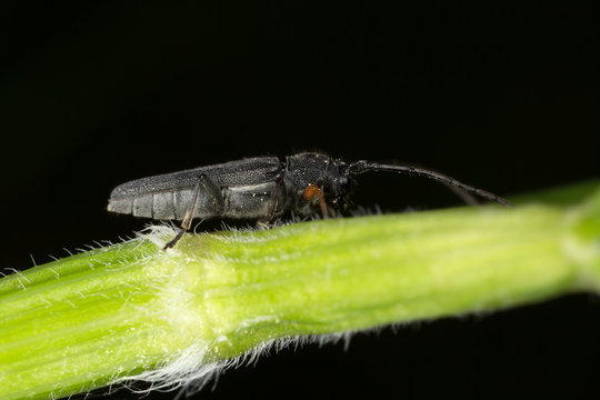 Umbellifer longhorn, Phytoecia cylindrica