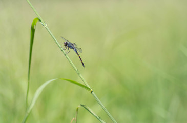dragonfly to hold on grass