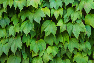Natural background of green ivy leaves
