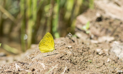Yellow butterflies on the ground .