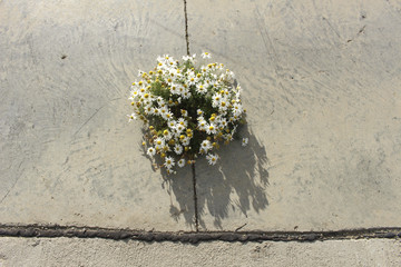 Crecer en el cemento