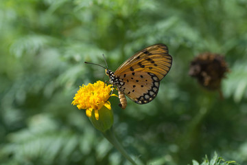 Obraz premium Butterfly sucking nectar from flowers