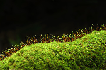 Green moss in nature,isolated on black background.
