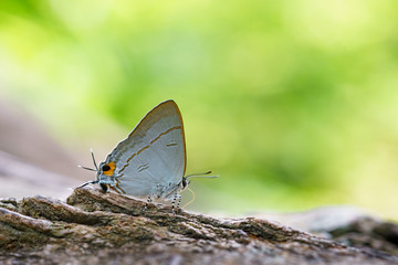Little butterfly