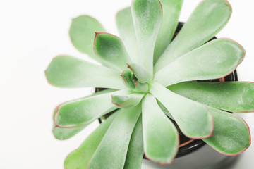 Fototapeta premium Succulents, house plants in colorful pots