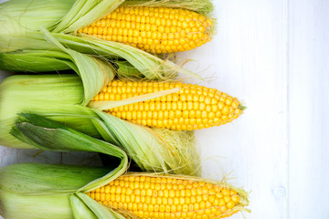 Yellow Corn Cobs Closeup on White Background, Top View, Macro
