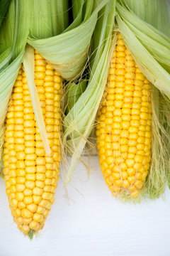 Yellow Corn Cobs Closeup on White Background, Top View, Macro
