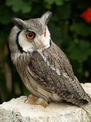 Obraz premium 臆病で神経質なコノハズク