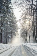 Obraz premium Winter in the Forest with Snow Dust on the Roads in Russia, Sibe