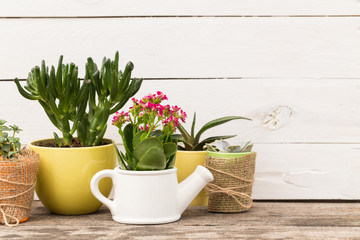 Succulents, house plants in colorful pots