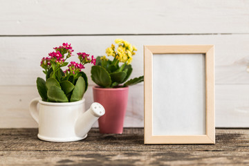 Succulents, house plants in colorful pots