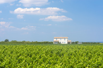 White house in Camargue (Provence)