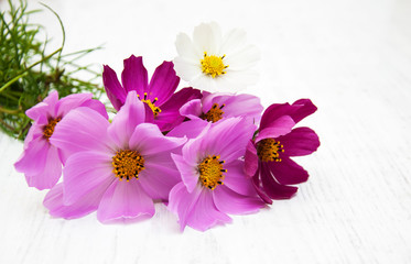 Cosmos flowers