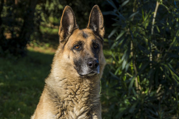 Fototapeta premium cane pastore tedesco 