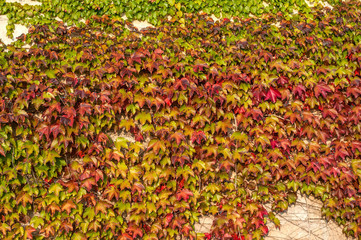 The ancient wall of a villa adorned with ivy
