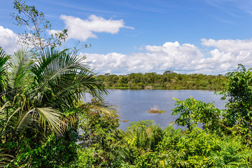 Fototapeta na wymiar View of the lake in the Amazon Rainforest, Manaos, Brazil