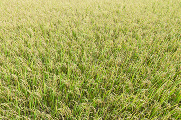 Close up top view rice fields