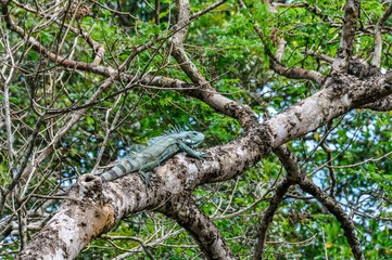 Fototapeta na wymiar Iguana on the tree in the Amazon Rainforest, Manaos, Brazil