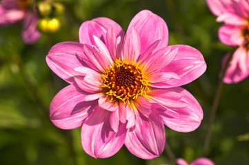 Fototapeta premium Dahlia 'Teesbrooke Red Eye', a popular late flowering half hardy, herbaceous garden perennial plant