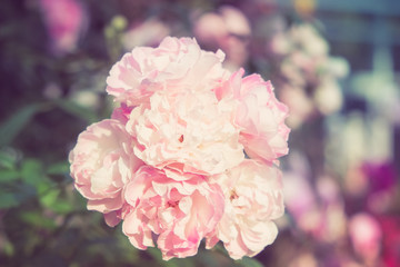 flowers rose with filter effect retro vintage style