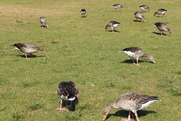 Ducks are enjoying the sun on the meadow near Kleinhesseloher lake in English Garden (Englischer Garten) in Munich, Germany.