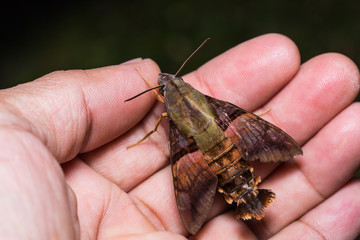 Macroglossum hawk moth