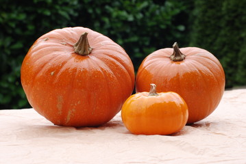 Pumpkins outdoor. Autum harvest.