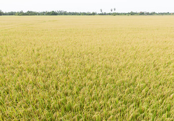 Rice fields at Thailand