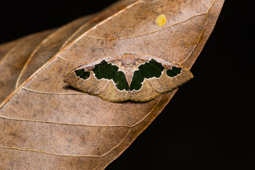 Celenna festivaria moth