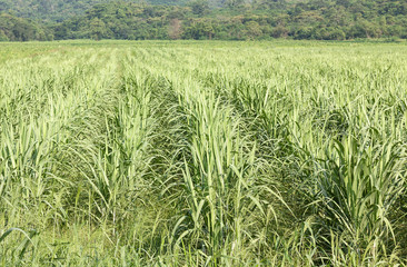 Sugarcane early growth field