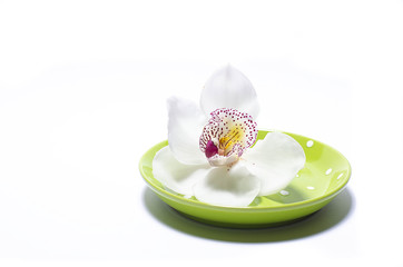 Orchid flower isolated 
