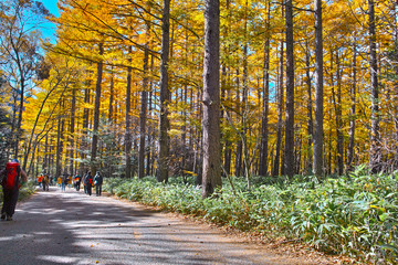秋の上高地,梓川沿いの遊歩道を歩くハイカー
