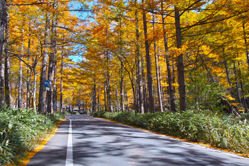 Naklejka premium 秋の上高地 紅葉の県道２４号線 