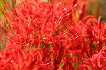 彼岸花