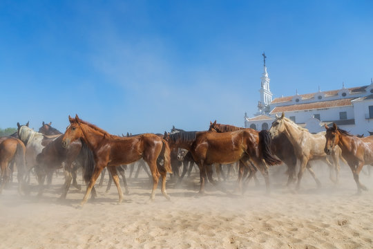 Horses before baptism at the church. El Rocio, Spain.