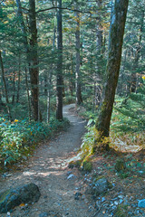 秋の上高地の遊歩道
