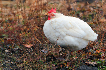 White hen in autumn